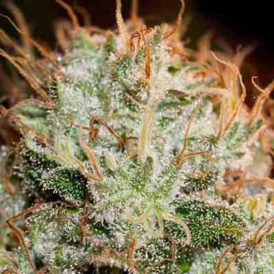 Kaia Kush > Green House Seed Company | Feminized Marijuana   |  Indica